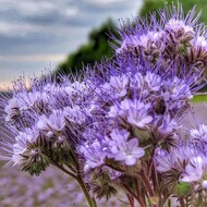 20 .  -  (. Phacelia)