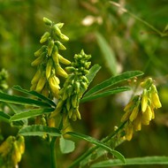 500 .   -   (. Melilotus officinalis (L.) Desr.)