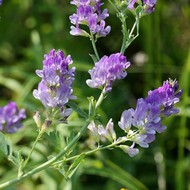 500 .   -  (. Medicago sativa)