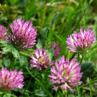   () -  500 . (. Trifolium hybridium L.)